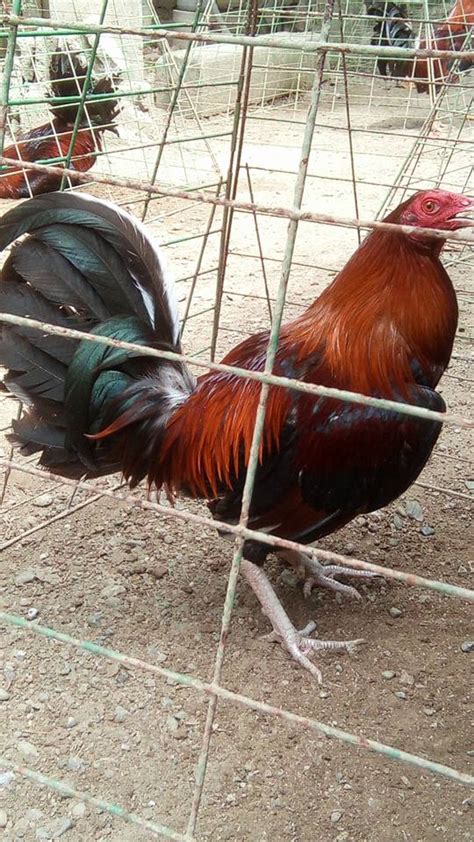 texas manok panabong for sale philippines